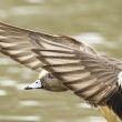 The Peeking Duck by Bob Kroll